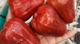 Jambu air merah (dok rentak.id)