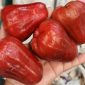 Jambu air merah (dok rentak.id)