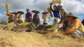 Petani saat panen gabah. (dok. rentak.id)