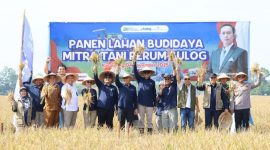 Panen padi varietas Inpari 32 di Karawang. (dok. bulog)