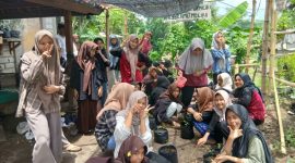 Santriwati Ponpes Darul Atqia Lombok melakukan penanaman ratusan bibit cabai di lahan sekitar pondok. Foto. m safaari