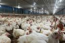 Ternak Ayam (dok. rentak.id)