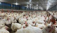 Ternak Ayam (dok. rentak.id)