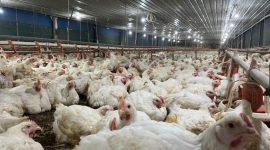 Ternak Ayam (dok. rentak.id)