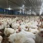 Ternak Ayam (dok. rentak.id)