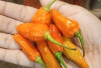 Cabe Rawit (dok. rentak.id)