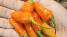 Cabe Rawit (dok. rentak.id)