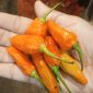Cabe Rawit (dok. rentak.id)