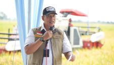 Direktur Utama Perum BULOG Dr. Ahmad Rizal Ramdhani saat panen di swah (foto.bulog)