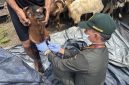 Petugas Karantina mengambil sampel darah kambing untuk uji laboratorium sebelum lalu lintas hewan kurban. (foto. baratin)