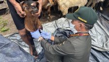 Petugas Karantina mengambil sampel darah kambing untuk uji laboratorium sebelum lalu lintas hewan kurban. (foto. baratin)