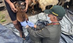 Jelang Iduladha 2026, Barantin Awasi Ketat Lalu Lintas Hewan Kurban di Seluruh Indonesia