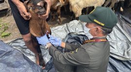 Petugas Karantina mengambil sampel darah kambing untuk uji laboratorium sebelum lalu lintas hewan kurban. (foto. baratin)