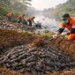 ilustrasi petugas sedang mengubur ikan sapu-sapu di tepai kalin (ilustrasidibikin ai- rentak.id)