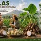 Ilustrasi manfaat talas (dibikin oleh ai -rentak.id)