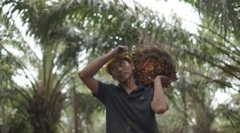 Kelapa Sawit digotong petani (dok. kementan)