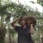 Kelapa Sawit digotong petani (dok. kementan)