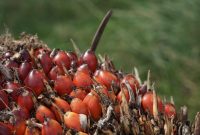 Buah sawit (dok. rentak.id)