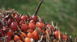 Buah sawit (dok. rentak.id)