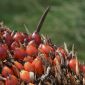 Buah sawit (dok. rentak.id)