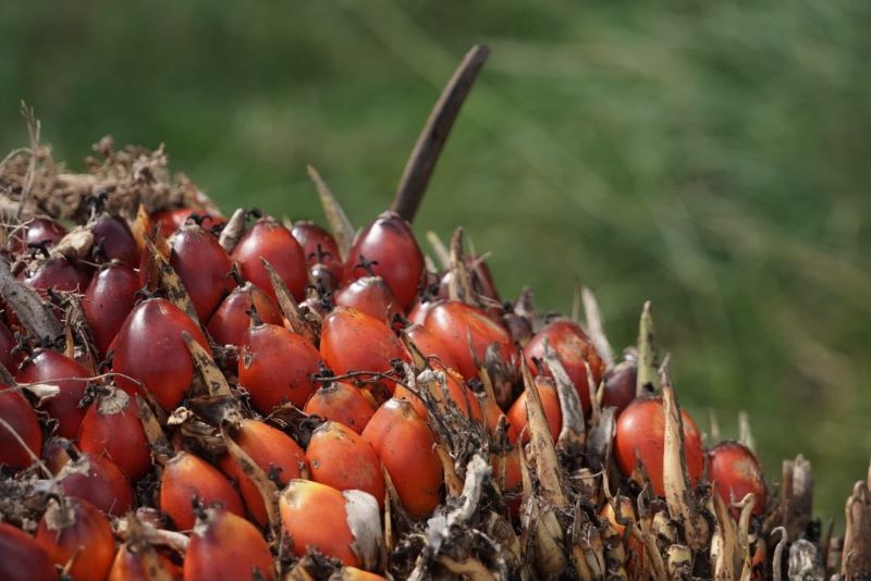 Buah sawit (dok. rentak.id)