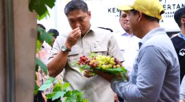 Wamentan Sudaryono (foto. kementan)