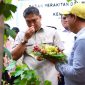 Wamentan Sudaryono (foto. kementan)