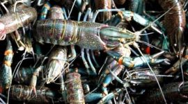 Lobster (foto.istimewa)