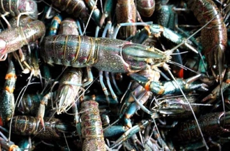 Lobster (foto.istimewa)