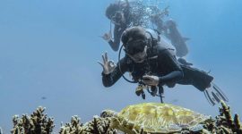 Penyu di laur Raja Ampat (foto. kemenpar)