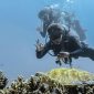 Penyu di laur Raja Ampat (foto. kemenpar)