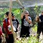Hasto Kristianto di kawasan Clungup Mangrove Conservation (CMC) Tiga Warna, Malang (foto. ist)