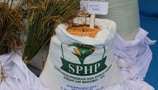 Jagung program Stabilisasi Pasokan dan Harga Pangan (SPHP) (foto. bulog)