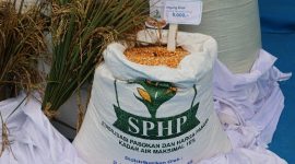 Jagung program Stabilisasi Pasokan dan Harga Pangan (SPHP) (foto. bulog)