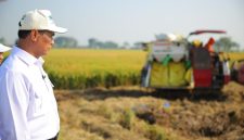 Mentan Amran Sulaiman di sawah (foto. kementan)