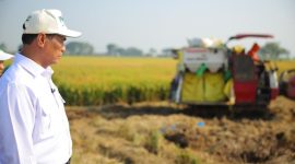 Mentan Amran Sulaiman di sawah (foto. kementan)