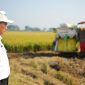 Mentan Amran Sulaiman di sawah (foto. kementan)