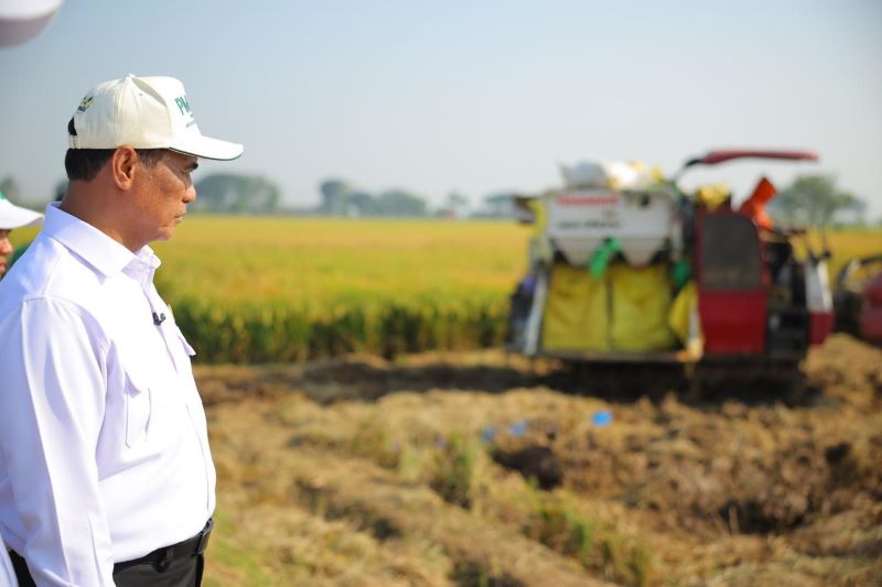 Mentan Amran Sulaiman di sawah (foto. kementan)