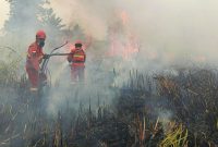 Petugas sedang memadamkan hutan terbakar (foto. kementn)