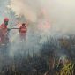 Petugas sedang memadamkan hutan terbakar (foto. kementn)