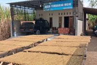 Tembakau mojo lagi di jemur (foto.ist)