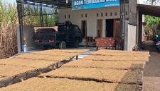 Tembakau mojo lagi di jemur (foto.ist)