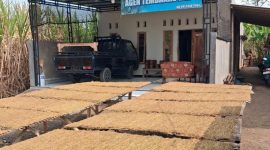 Tembakau mojo lagi di jemur (foto.ist)