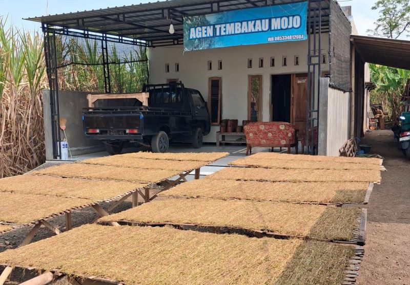 Tembakau mojo lagi di jemur (foto.ist)