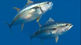 Tuna Sirip Biru (foto.oceana.org)