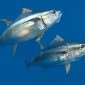 Tuna Sirip Biru (foto.oceana.org)