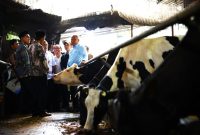 Wamentan saat ngecek ternak sapi (foto. kemantan)