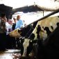 Wamentan saat ngecek ternak sapi (foto. kemantan)