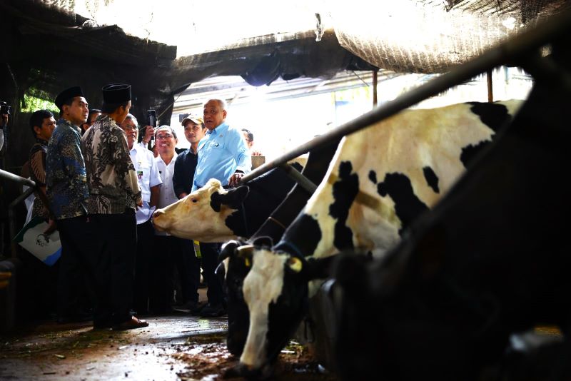 Wamentan saat ngecek ternak sapi (foto. kemantan)